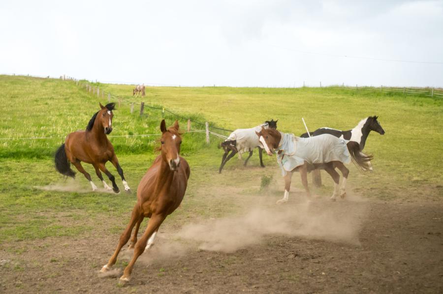Wild Horses