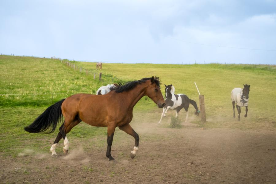 Wild Horses