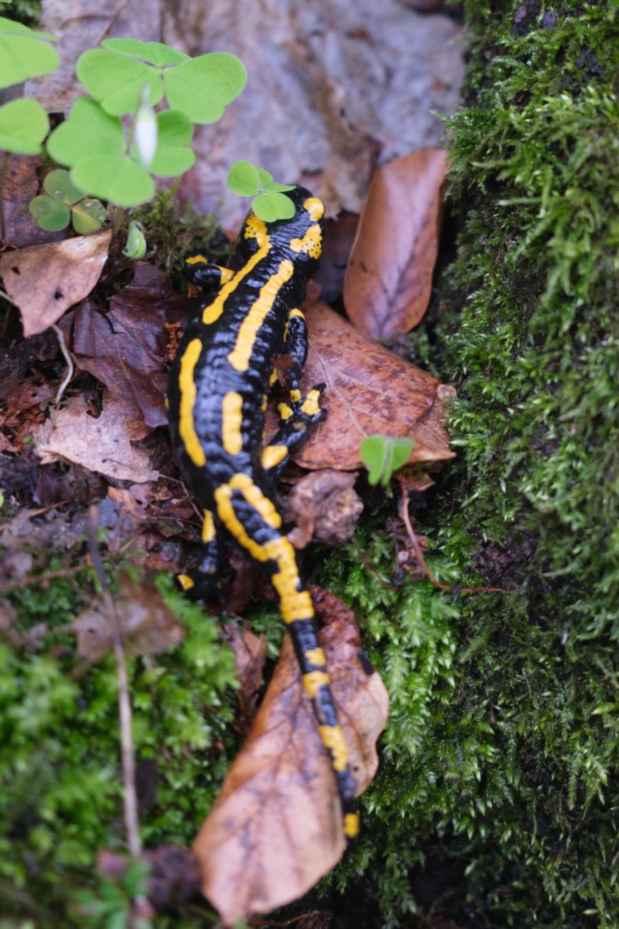Ein Feuersalamander am Weg