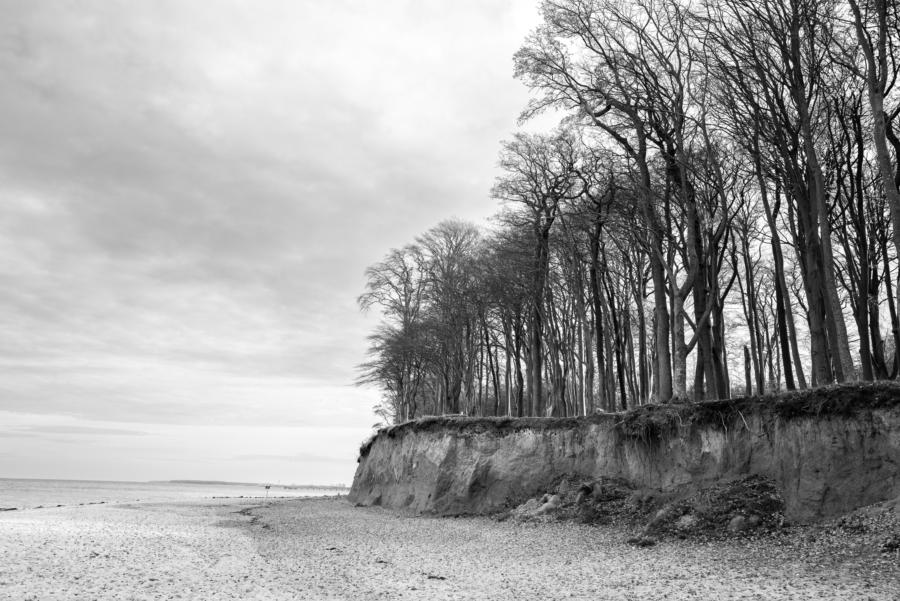 Waldstück am Strand vor Heiligendamm