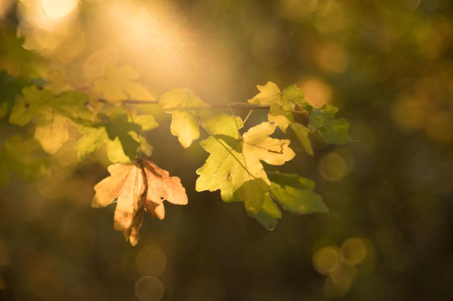 Flares und reduzierter Kontrast