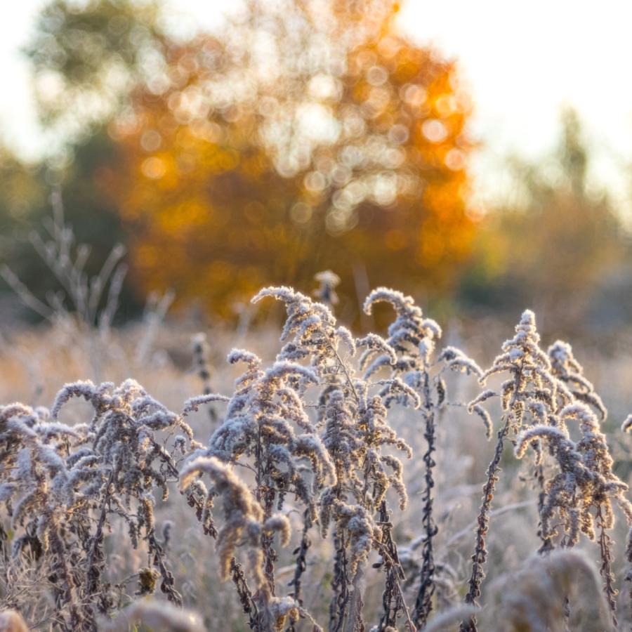 Lichtflecken im teilentlaubtem Baum