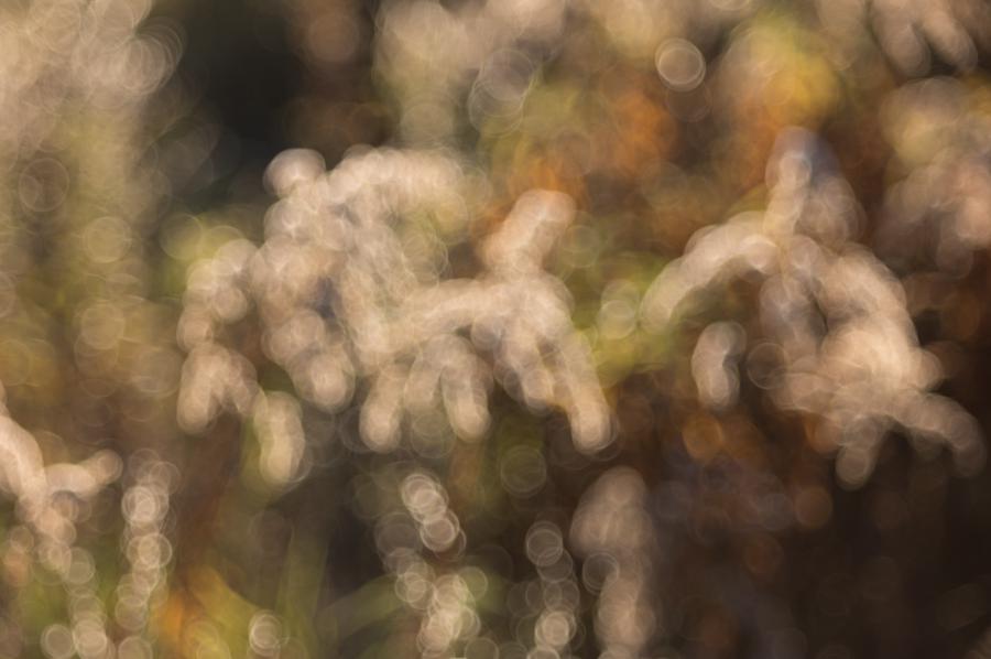 Hintergrundunschärfe Beispiel - Gräser auf dem Feld