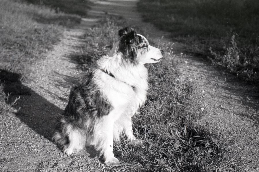 Meine Hündin Milli, der Feldkomet