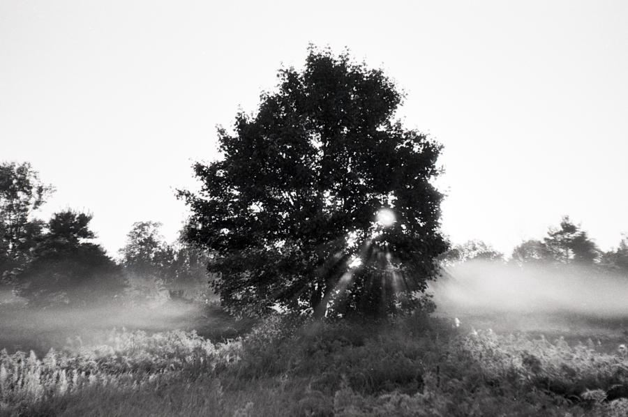 Morgennebel auf dem Feld