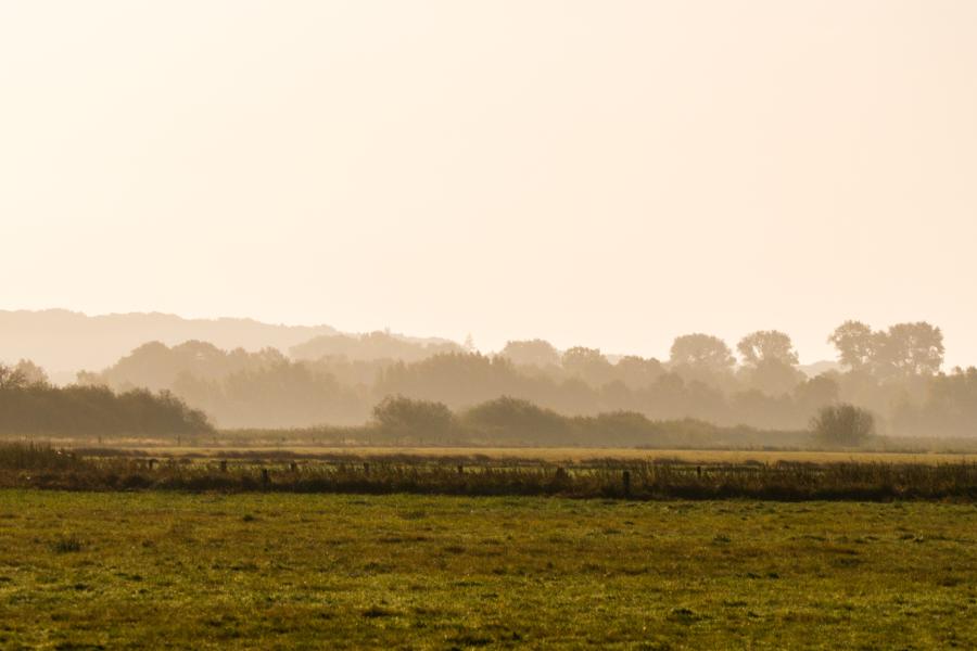 Moorlandschaft im Morgennebel