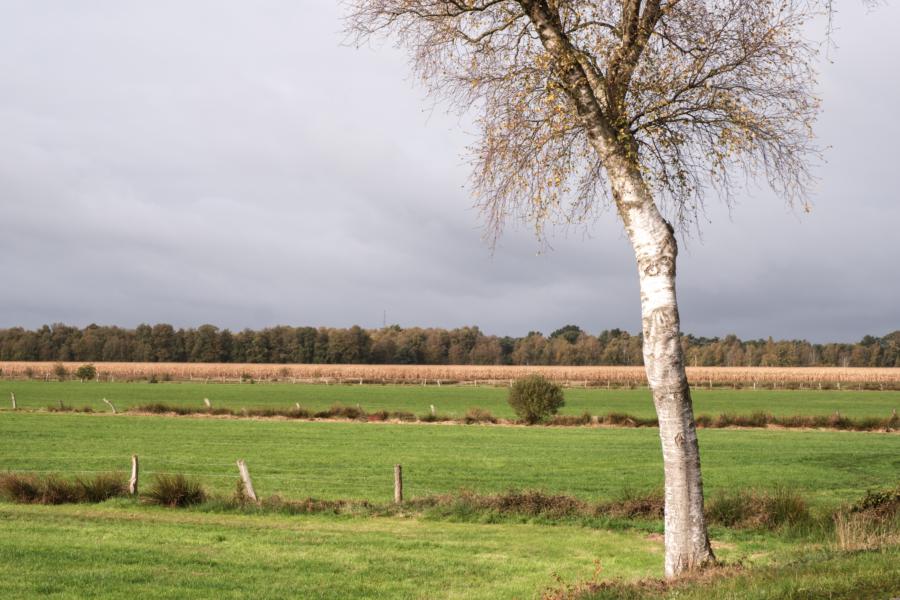 Grünlandflächen im Teufelsmoor